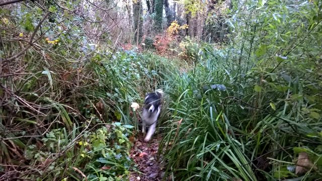 Botanic Gardens Cottingham