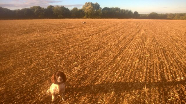 crumpet-and-kali-october-essex-field