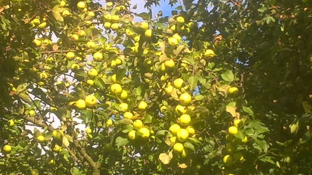 wild-apples