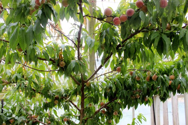 Leslie at Redisham Hall-3