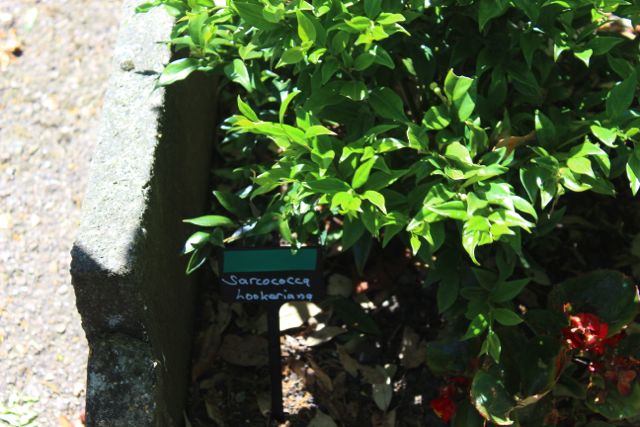 Tamsyn leading Hooker trail-7