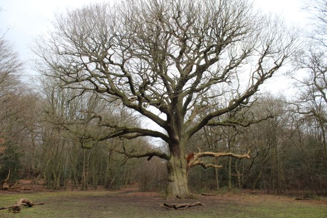 Epping Bury Wood-10