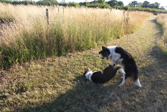 Sheppy Island walk-7