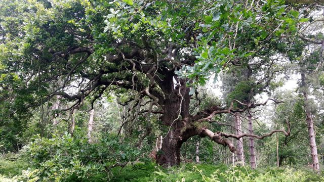 Simon Raven Dogerland Benacre-3