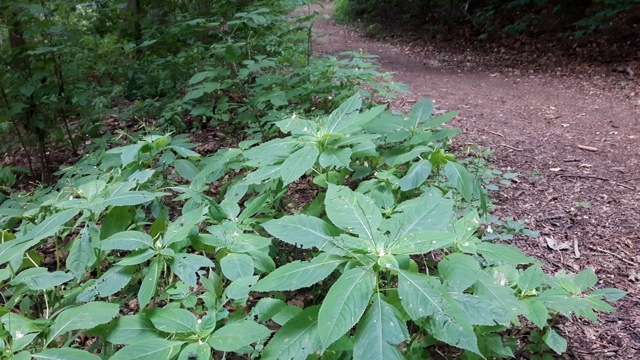 Springe Socratic Dialogue