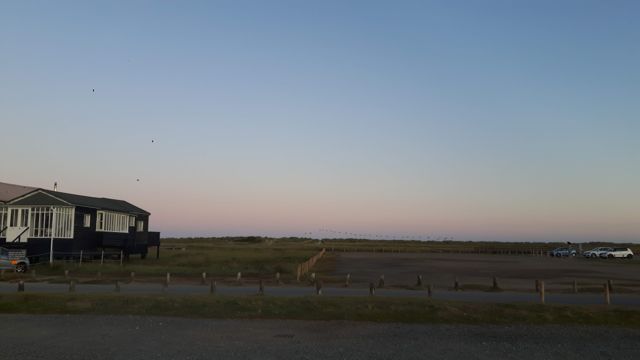 Swim Walberswick Rupert and dogs-2
