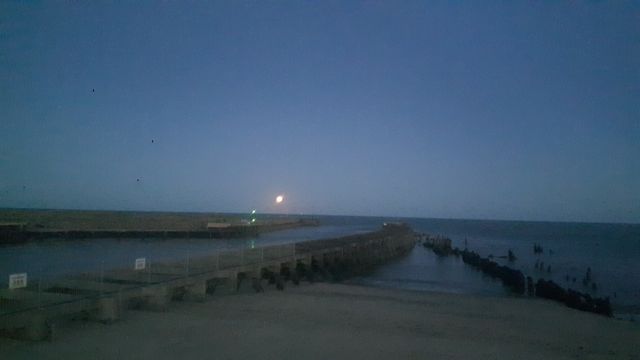 Swim Walberswick Rupert and dogs-3