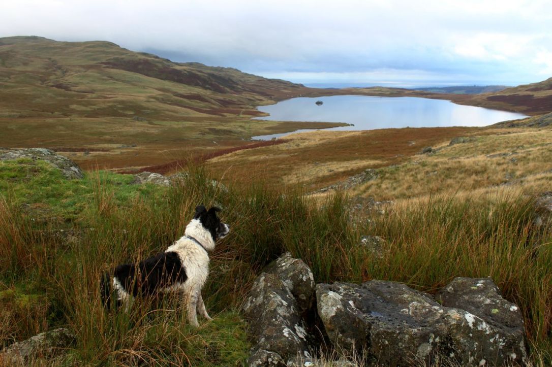 Ulpha Woodend walk to Devoke seat-3