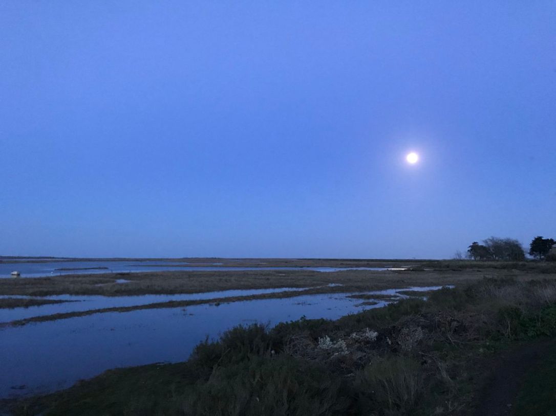 Norfolk Branchaster Saltmarsh