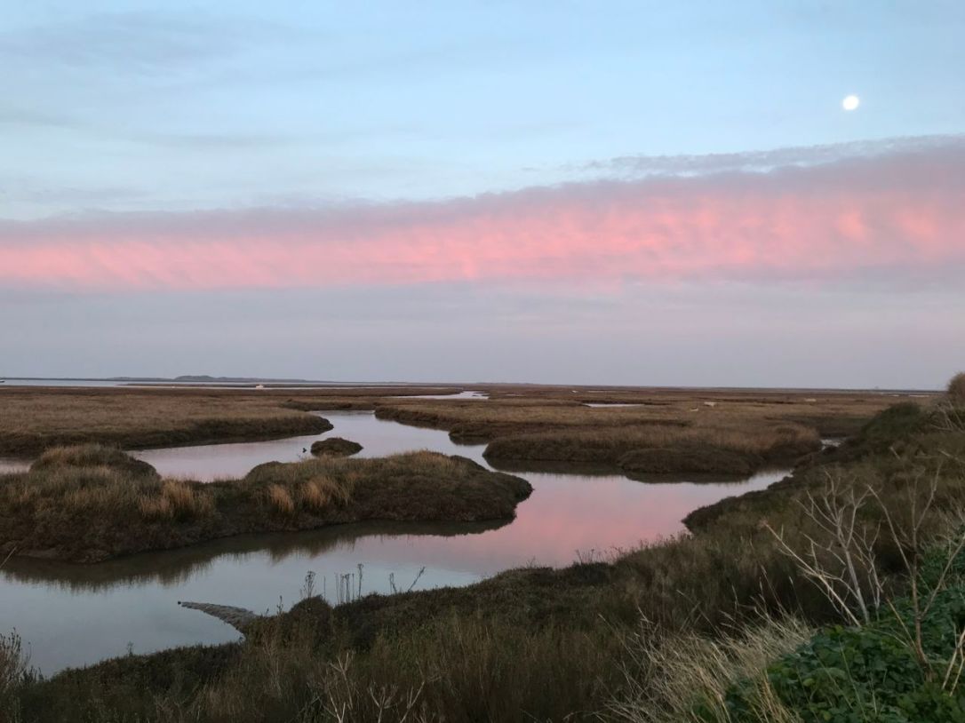 Norfolk Brancvaster-2