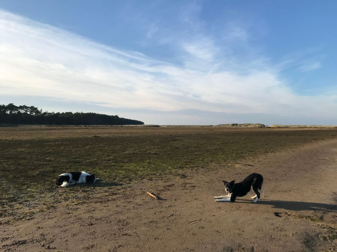 Norfolk Holkam Kangaroo