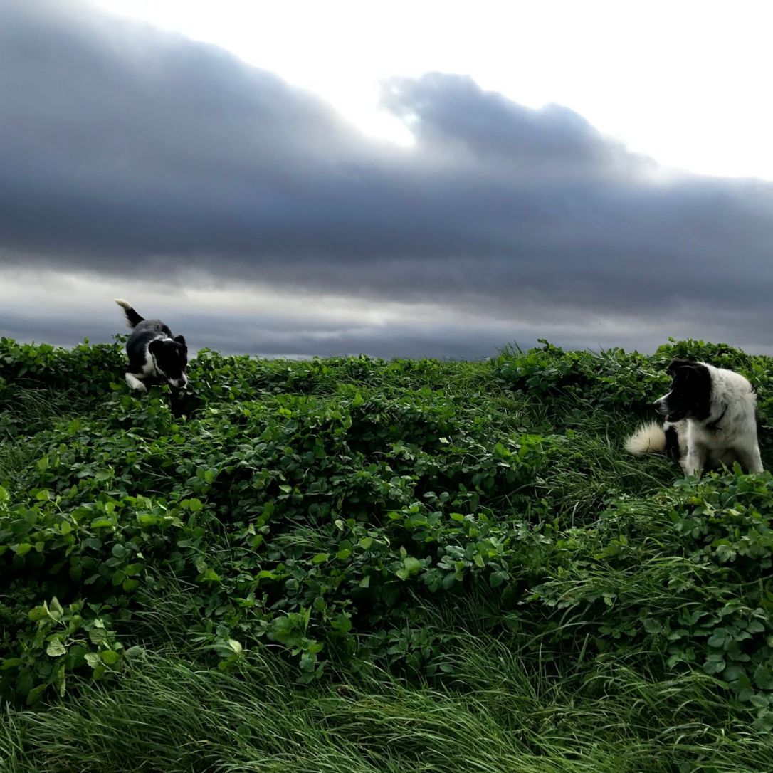 Norfolk Storm Ciara-2