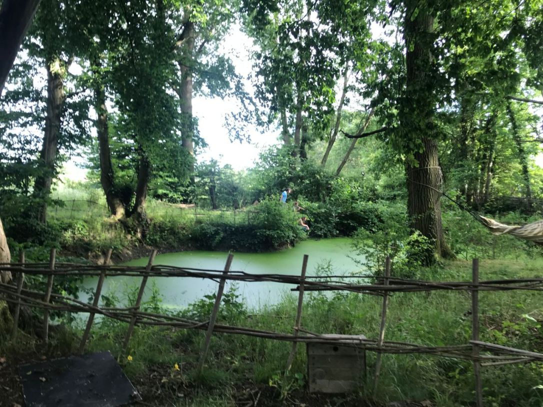 Woodland releasing the duck