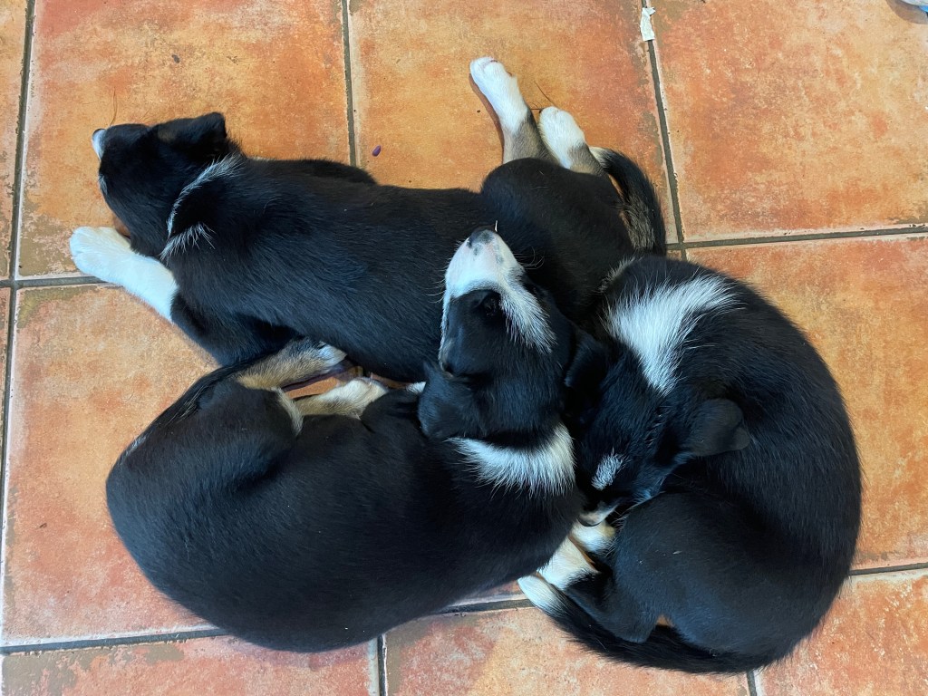 Last puppy pile at Lucy's